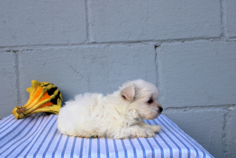 puppy, for, sale, Maltese, Matthew B. Stoltzfus, dog, breeder, Gap, PA, dog-breeder, puppy-for-sale, forsale, nearby, find, puppyfind, locator, puppylocator, aca